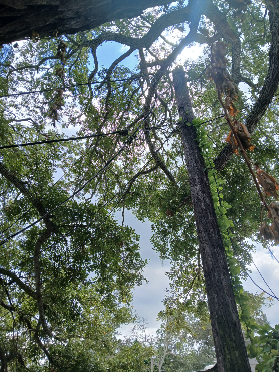WIRE-PicAA-wire-in-pole-in-tree-210-lot.webp