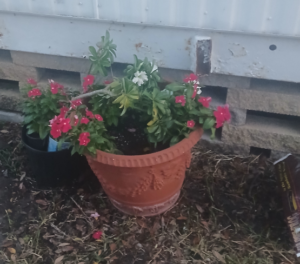 flowero-pot-seeded-A1.webp