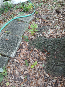 Lot 210 BIG tree pushing up sidewalk and plumbing Photo AA