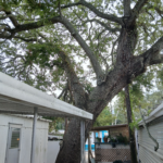 TREE Hang Over Lot #210 Sept 2026 -photo G