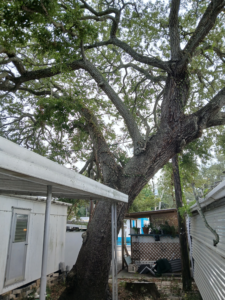TREE Hang Over Lot #210 Sept 2026 -photo G