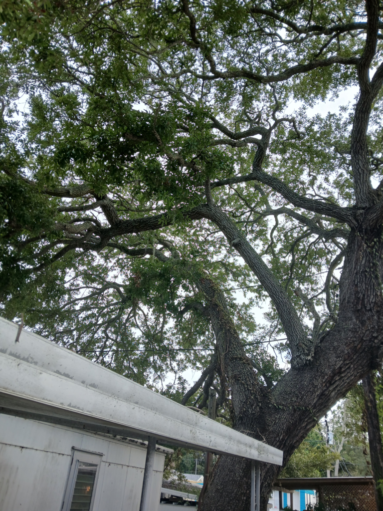 TREE Hang Over Lot #210 Sept 2026 -photo J