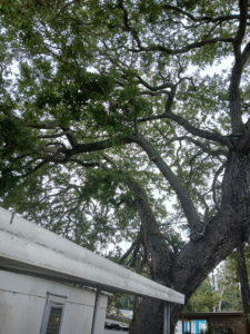 TREE Hang Over Lot #210 Sept 2026 -photo D