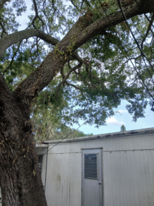 TREE OVER Lot #210 Sept 2026 -photo a