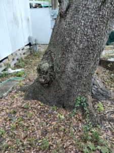 TREE ROOTS Lot #210 Sept 2026 -photo C