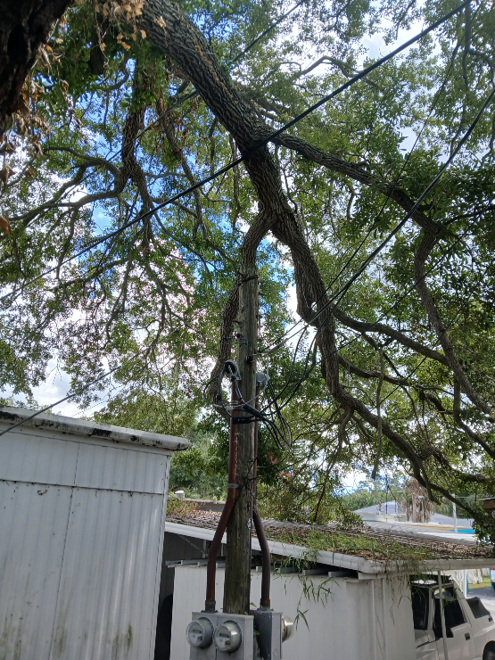 wire-A1A-lot-210-pole-tree-issue.webp